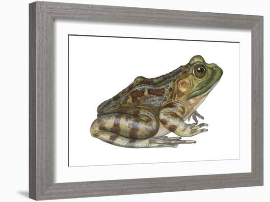 Bullfrog (Rana Catesbeiana), Amphibians-Encyclopaedia Britannica-Framed Art Print