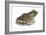 Bullfrog (Rana Catesbeiana), Amphibians-Encyclopaedia Britannica-Framed Art Print