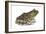 Bullfrog (Rana Catesbeiana), Amphibians-Encyclopaedia Britannica-Framed Art Print