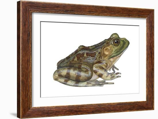 Bullfrog (Rana Catesbeiana), Amphibians-Encyclopaedia Britannica-Framed Art Print