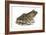 Bullfrog (Rana Catesbeiana), Amphibians-Encyclopaedia Britannica-Framed Art Print