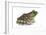 Bullfrog (Rana Catesbeiana), Amphibians-Encyclopaedia Britannica-Framed Art Print