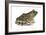 Bullfrog (Rana Catesbeiana), Amphibians-Encyclopaedia Britannica-Framed Art Print