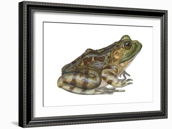 Bullfrog (Rana Catesbeiana), Amphibians-Encyclopaedia Britannica-Framed Art Print