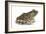 Bullfrog (Rana Catesbeiana), Amphibians-Encyclopaedia Britannica-Framed Art Print