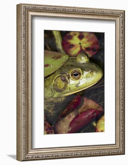 Bullfrog-Lynn M^ Stone-Framed Photographic Print