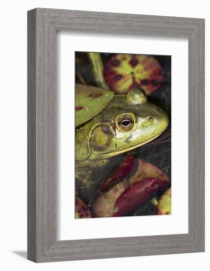 Bullfrog-Lynn M^ Stone-Framed Photographic Print