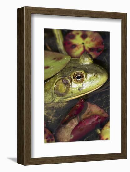 Bullfrog-Lynn M^ Stone-Framed Photographic Print