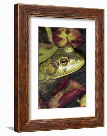 Bullfrog-Lynn M^ Stone-Framed Photographic Print