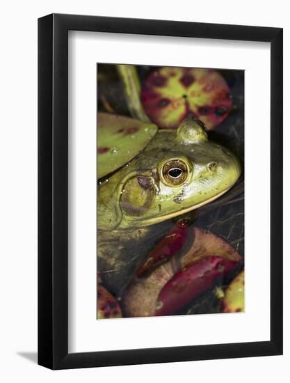 Bullfrog-Lynn M^ Stone-Framed Photographic Print