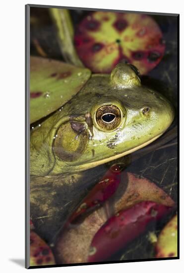 Bullfrog-Lynn M^ Stone-Mounted Photographic Print