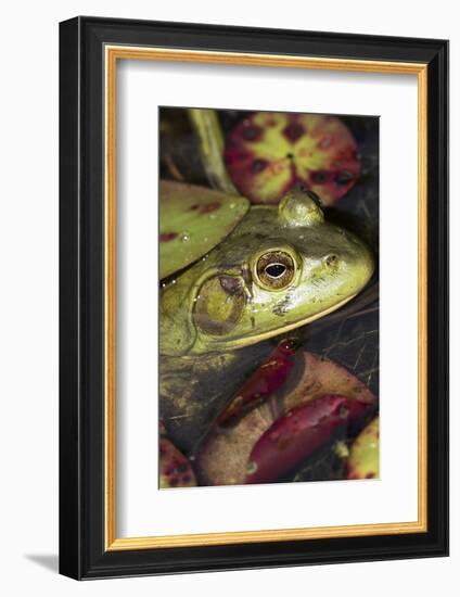 Bullfrog-Lynn M^ Stone-Framed Photographic Print