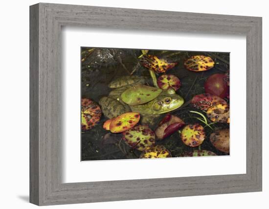 Bullfrog-Lynn M^ Stone-Framed Photographic Print