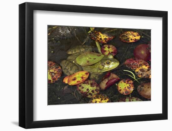 Bullfrog-Lynn M^ Stone-Framed Photographic Print