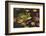 Bullfrog-Lynn M^ Stone-Framed Photographic Print