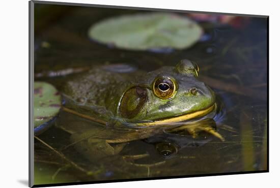 Bullfrog-Lynn M^ Stone-Mounted Photographic Print