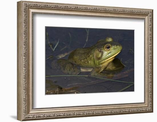 Bullfrog-Lynn M^ Stone-Framed Photographic Print