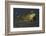 Bullfrog-Lynn M^ Stone-Framed Photographic Print