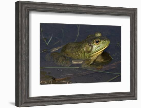 Bullfrog-Lynn M^ Stone-Framed Photographic Print