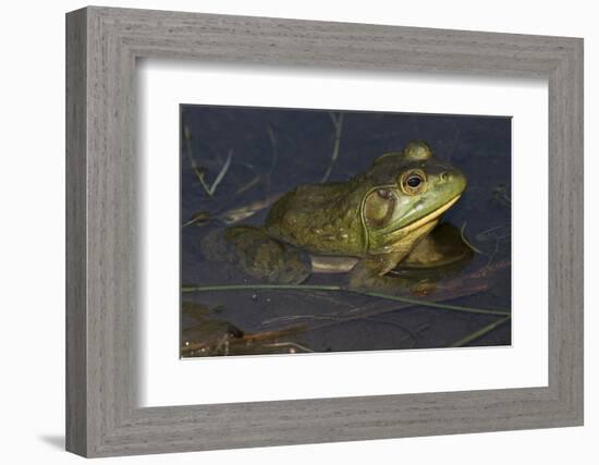 Bullfrog-Lynn M^ Stone-Framed Photographic Print