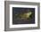 Bullfrog-Lynn M^ Stone-Framed Photographic Print