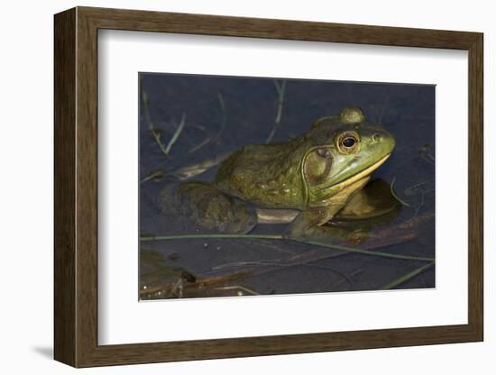 Bullfrog-Lynn M^ Stone-Framed Photographic Print