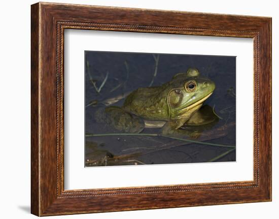 Bullfrog-Lynn M^ Stone-Framed Photographic Print