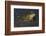 Bullfrog-Lynn M^ Stone-Framed Photographic Print