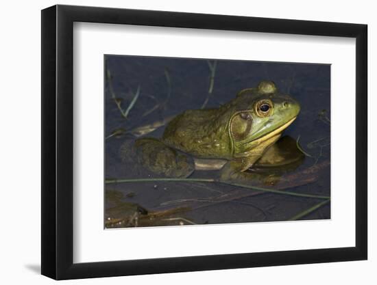 Bullfrog-Lynn M^ Stone-Framed Photographic Print