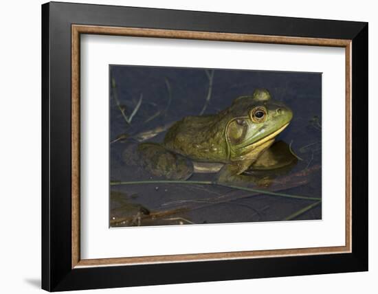 Bullfrog-Lynn M^ Stone-Framed Photographic Print