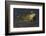 Bullfrog-Lynn M^ Stone-Framed Photographic Print