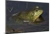 Bullfrog-Lynn M^ Stone-Mounted Photographic Print