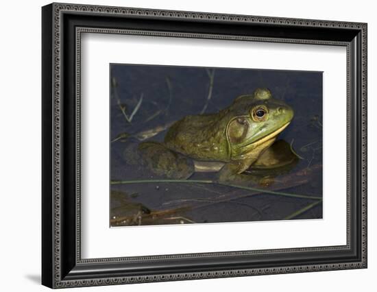 Bullfrog-Lynn M^ Stone-Framed Photographic Print