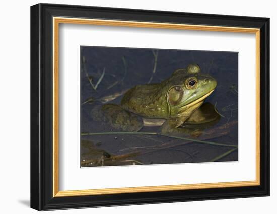 Bullfrog-Lynn M^ Stone-Framed Photographic Print