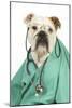 Bullin Vets Scrubs Wearing Glasses and Stethoscope-null-Mounted Photographic Print