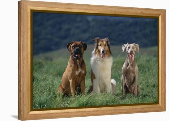 Bullmastiff, Collie and Weimaraner in Field-DLILLC-Framed Premier Image Canvas