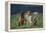 Bullmastiff, Collie and Weimaraner in Field-DLILLC-Framed Premier Image Canvas