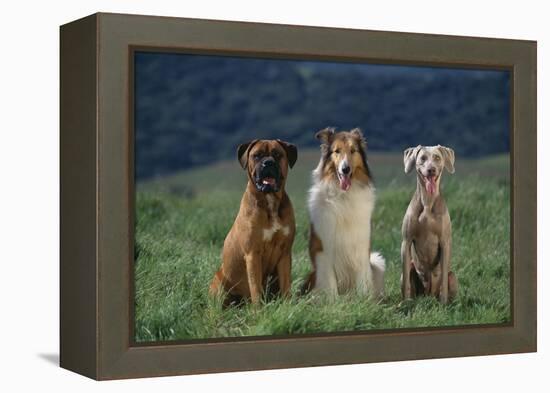 Bullmastiff, Collie and Weimaraner in Field-DLILLC-Framed Premier Image Canvas