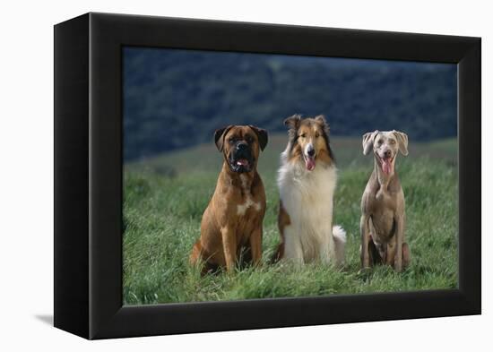 Bullmastiff, Collie and Weimaraner in Field-DLILLC-Framed Premier Image Canvas