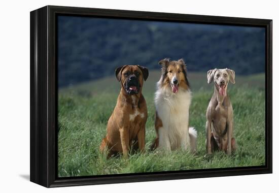 Bullmastiff, Collie and Weimaraner in Field-DLILLC-Framed Premier Image Canvas