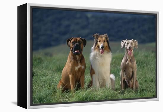 Bullmastiff, Collie and Weimaraner in Field-DLILLC-Framed Premier Image Canvas