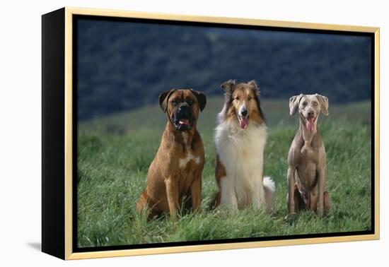 Bullmastiff, Collie and Weimaraner in Field-DLILLC-Framed Premier Image Canvas