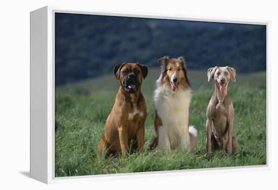 Bullmastiff, Collie and Weimaraner in Field-DLILLC-Framed Premier Image Canvas