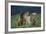 Bullmastiff, Collie and Weimaraner in Field-DLILLC-Framed Photographic Print