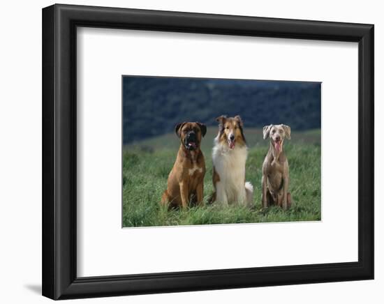 Bullmastiff, Collie and Weimaraner in Field-DLILLC-Framed Photographic Print