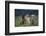 Bullmastiff, Collie and Weimaraner in Field-DLILLC-Framed Photographic Print