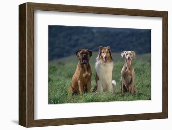 Bullmastiff, Collie and Weimaraner in Field-DLILLC-Framed Photographic Print