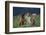 Bullmastiff, Collie and Weimaraner in Field-DLILLC-Framed Photographic Print