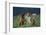 Bullmastiff, Collie and Weimaraner in Field-DLILLC-Framed Photographic Print