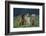 Bullmastiff, Collie and Weimaraner in Field-DLILLC-Framed Photographic Print